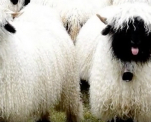 blacknose-sheep